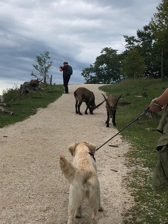 Millies Hosting - Familienurlaub Mit Hund In Kaernten Sankt Paul im Lavanttal Buitenkant foto